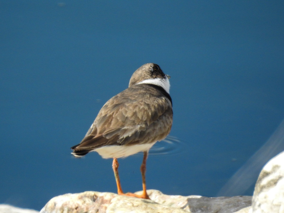 Semipalmated Plover - ML64719461