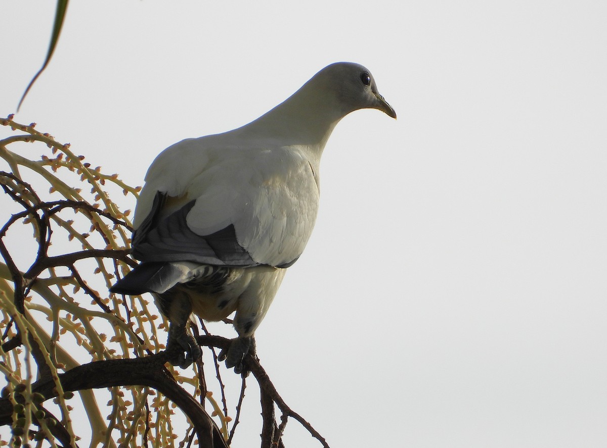 Torresian Imperial-Pigeon - ML647194612