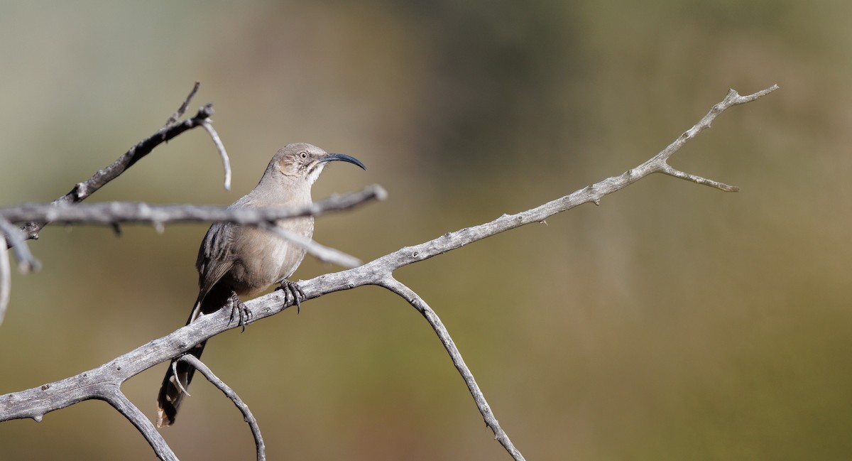 Crissal Thrasher - ML647194613