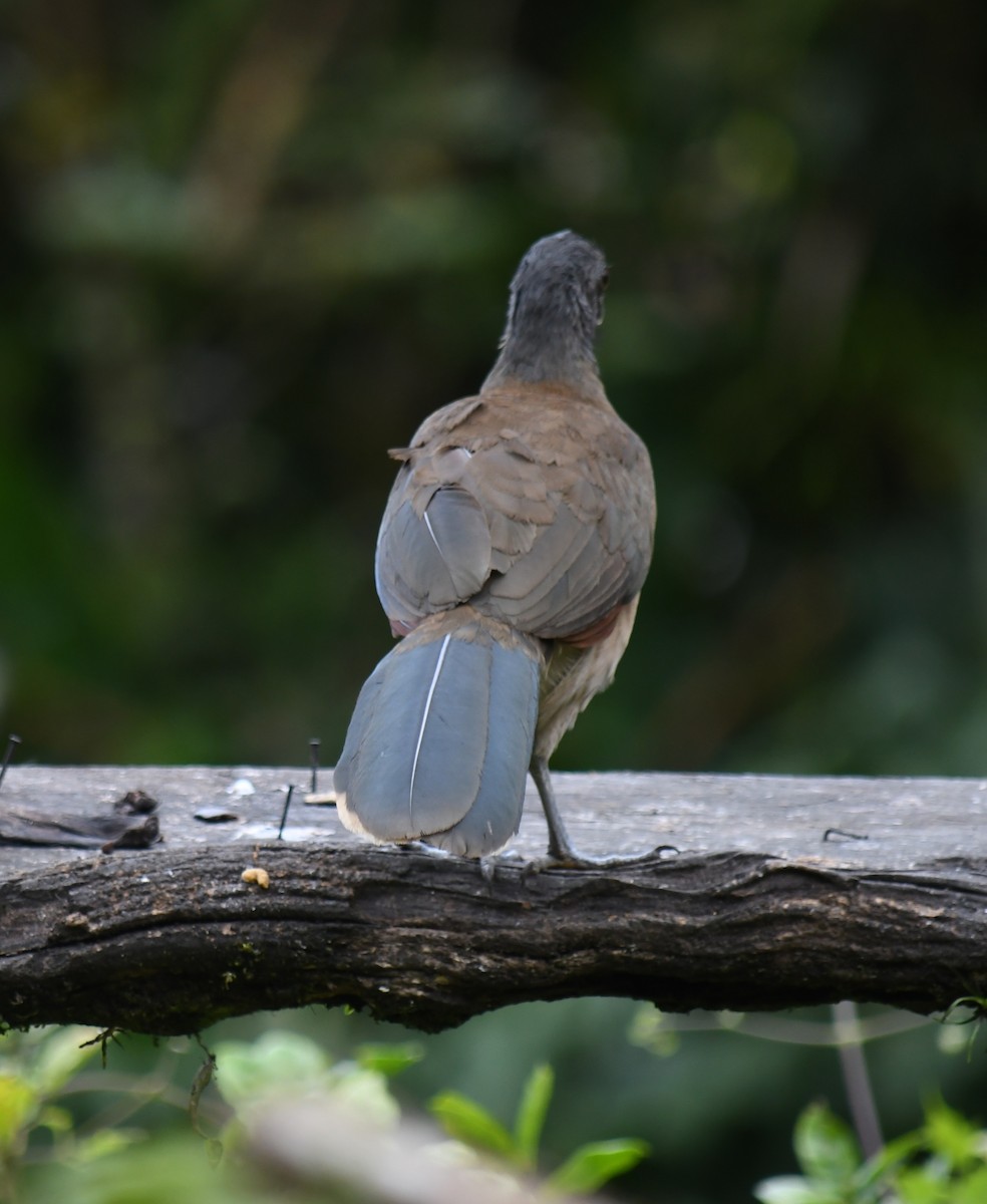 Gray-headed Chachalaca - ML647194627