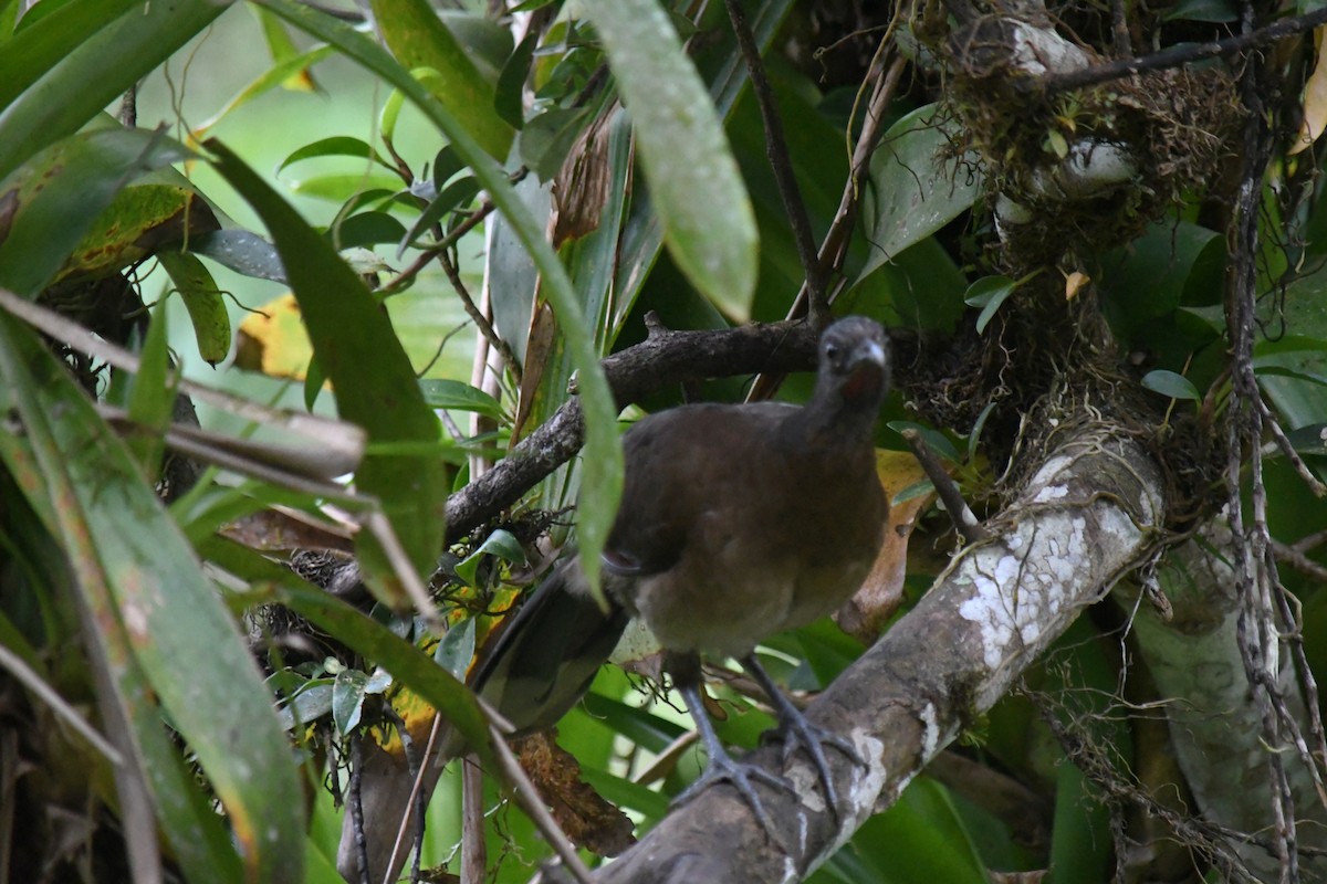 Gray-headed Chachalaca - ML647194628