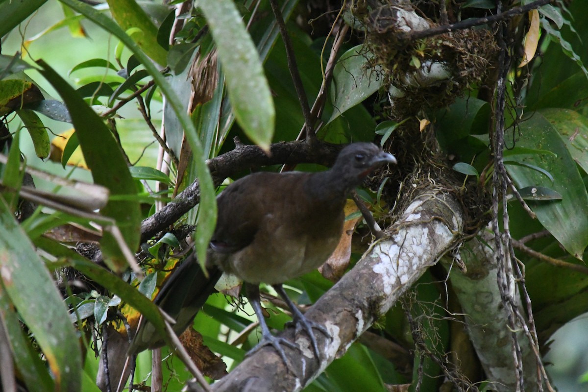 Gray-headed Chachalaca - ML647194629