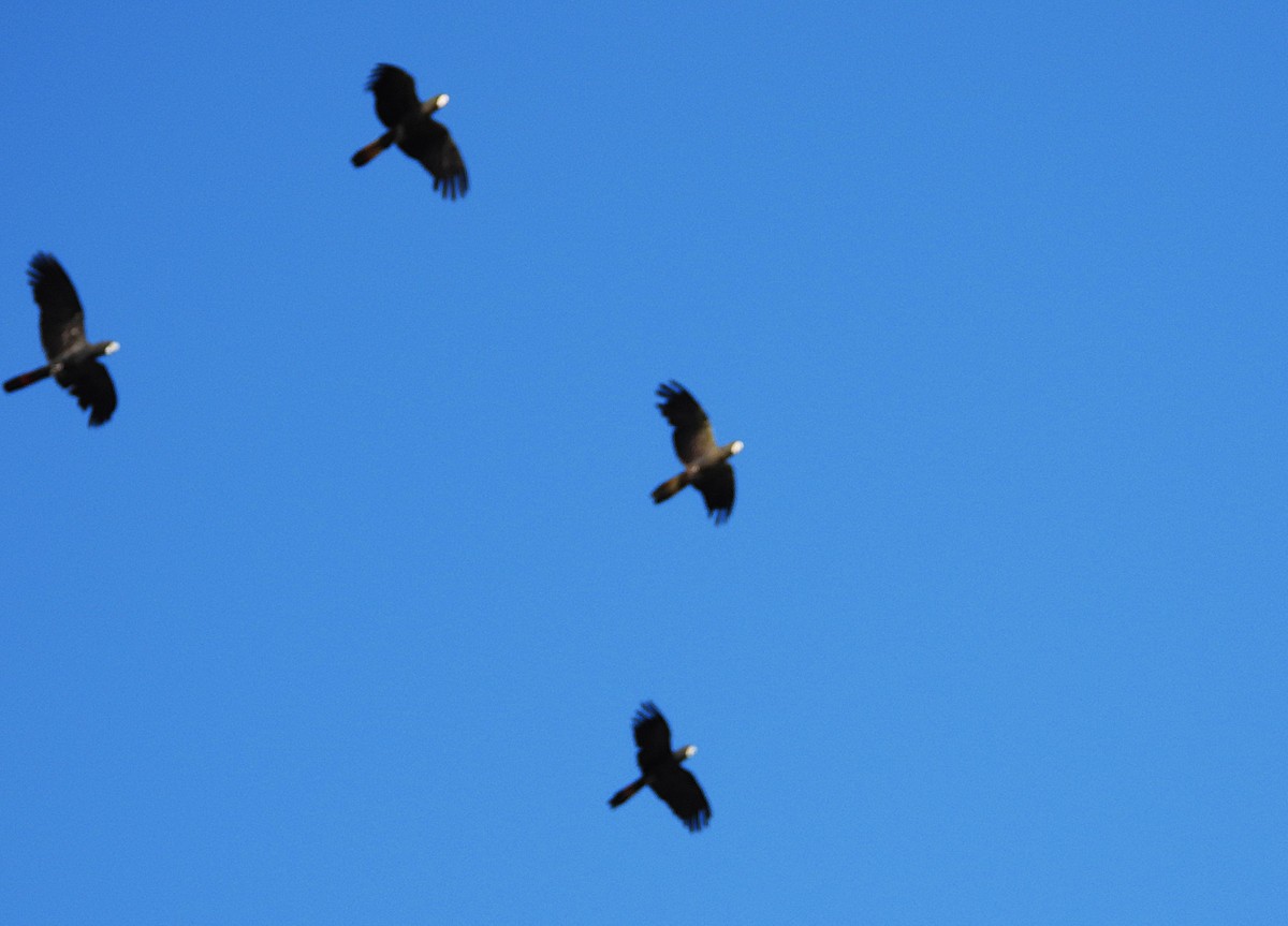 kakadu havraní - ML647194633