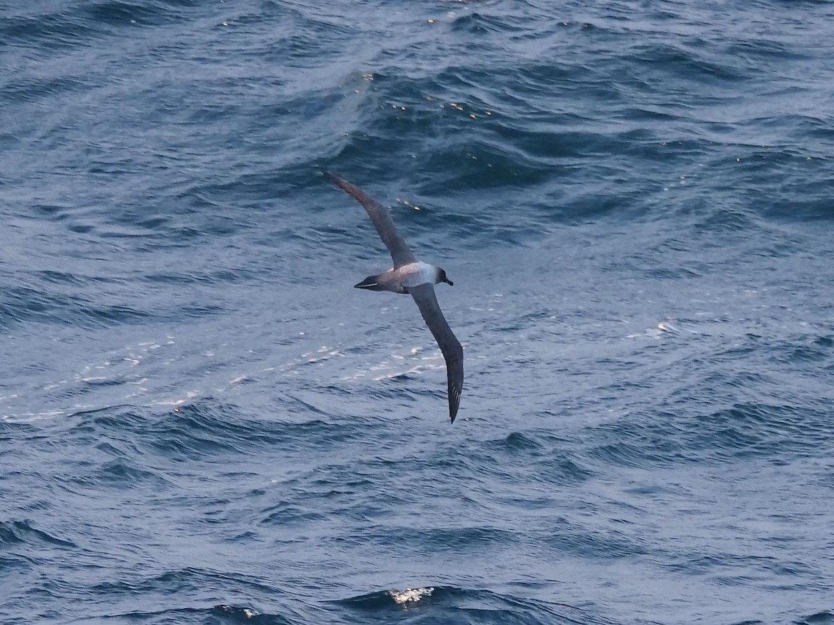 Light-mantled Albatross - ML647194638