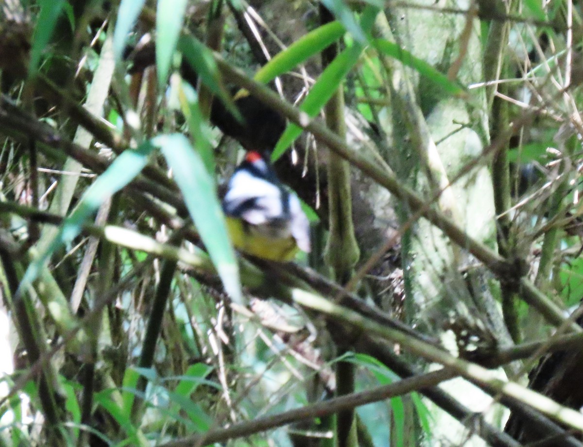 ベニイタダキアメリカムシクイ - ML647194643