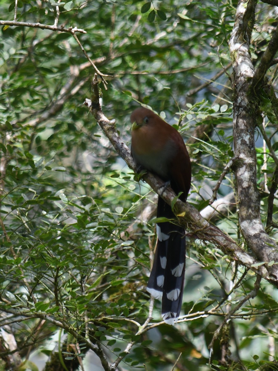 Common Squirrel-Cuckoo - ML647194646