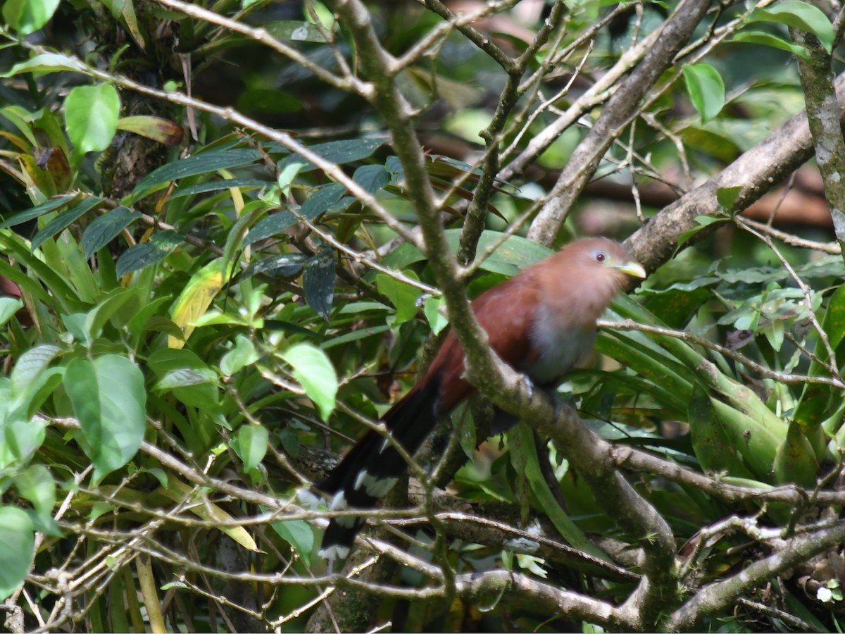 Common Squirrel-Cuckoo - ML647194647