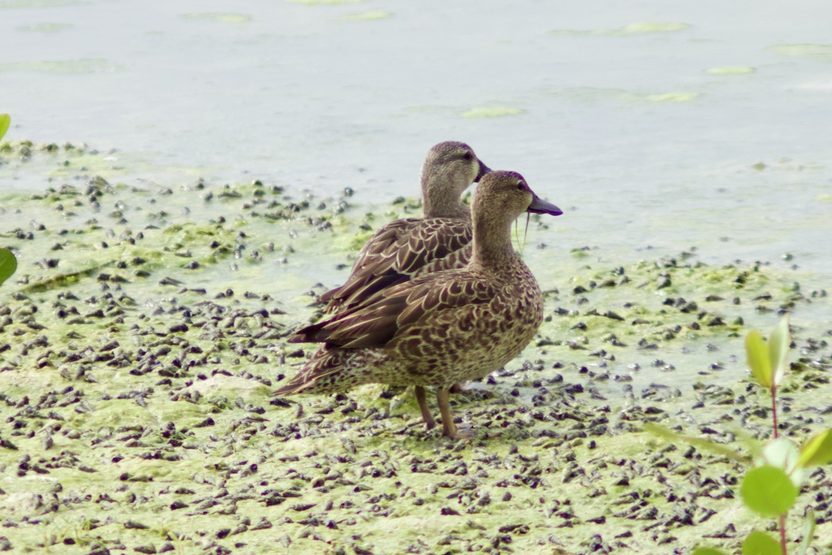 Zertzeta hegalurdina - ML647194666