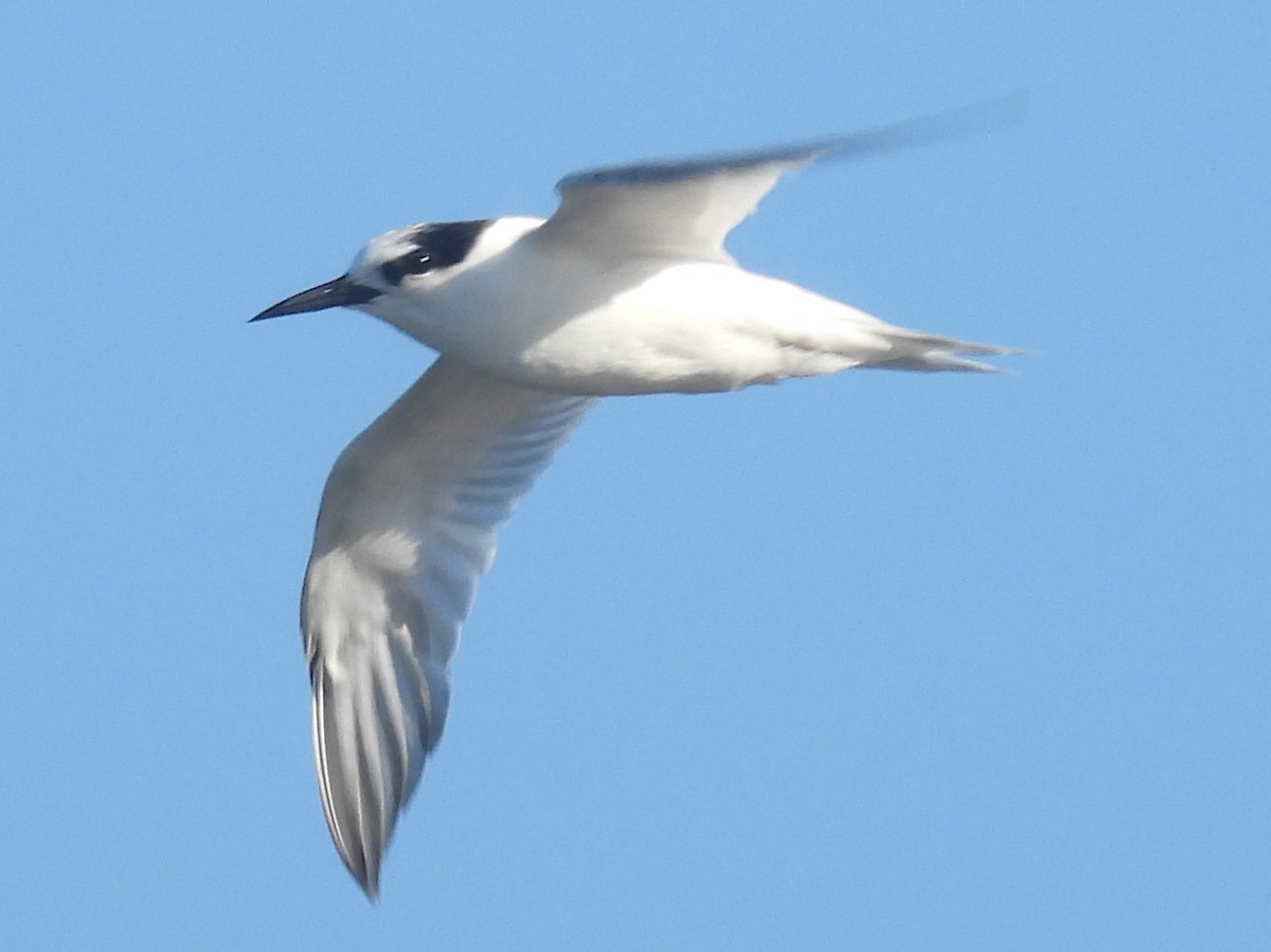 アジサシ（longipennis） - ML647194673