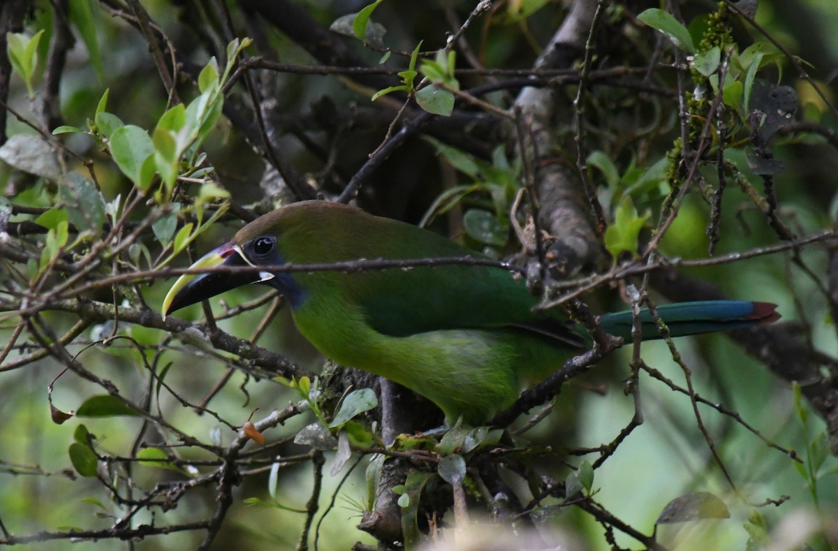 Northern Emerald-Toucanet - ML647194681