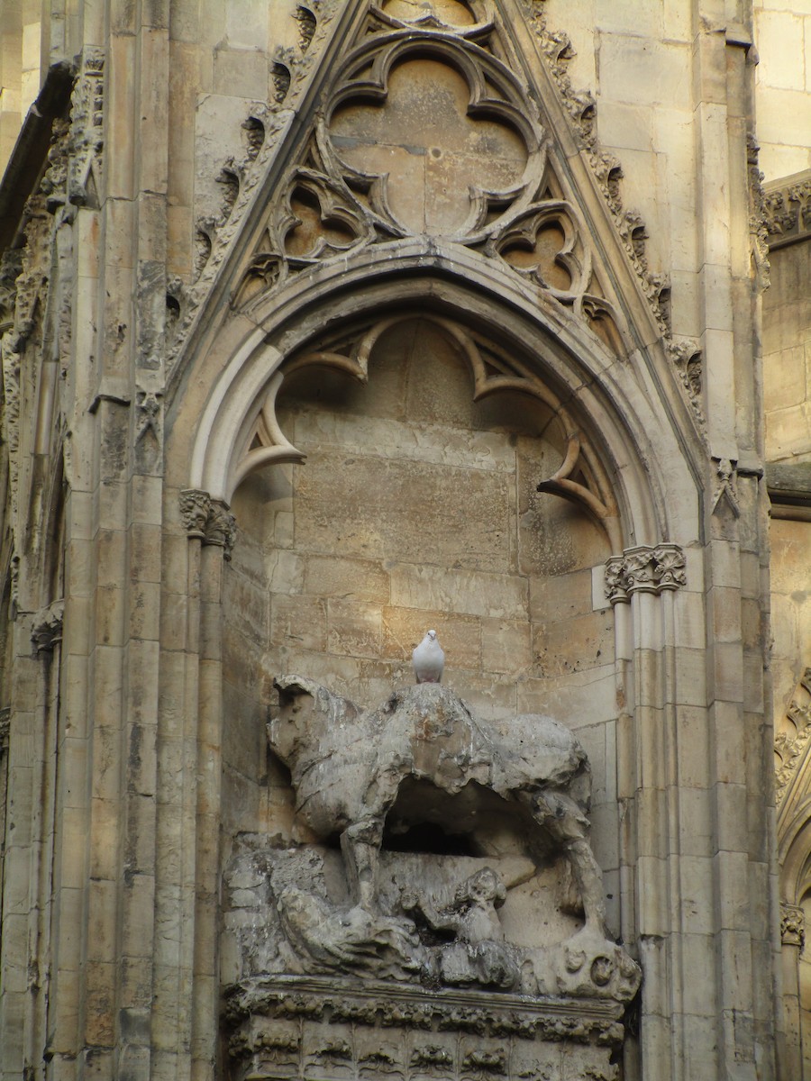 Rock Pigeon (Feral Pigeon) - ML647194687