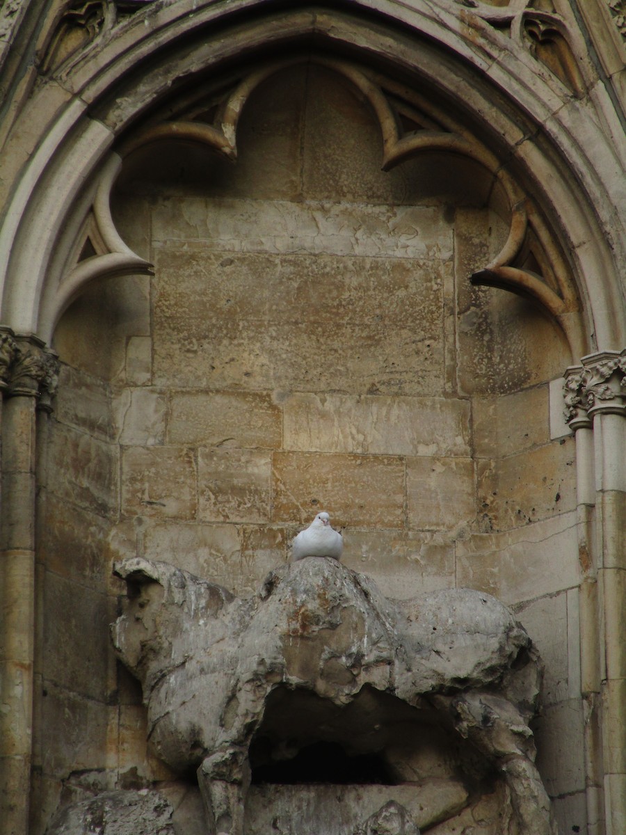 Rock Pigeon (Feral Pigeon) - ML647194688