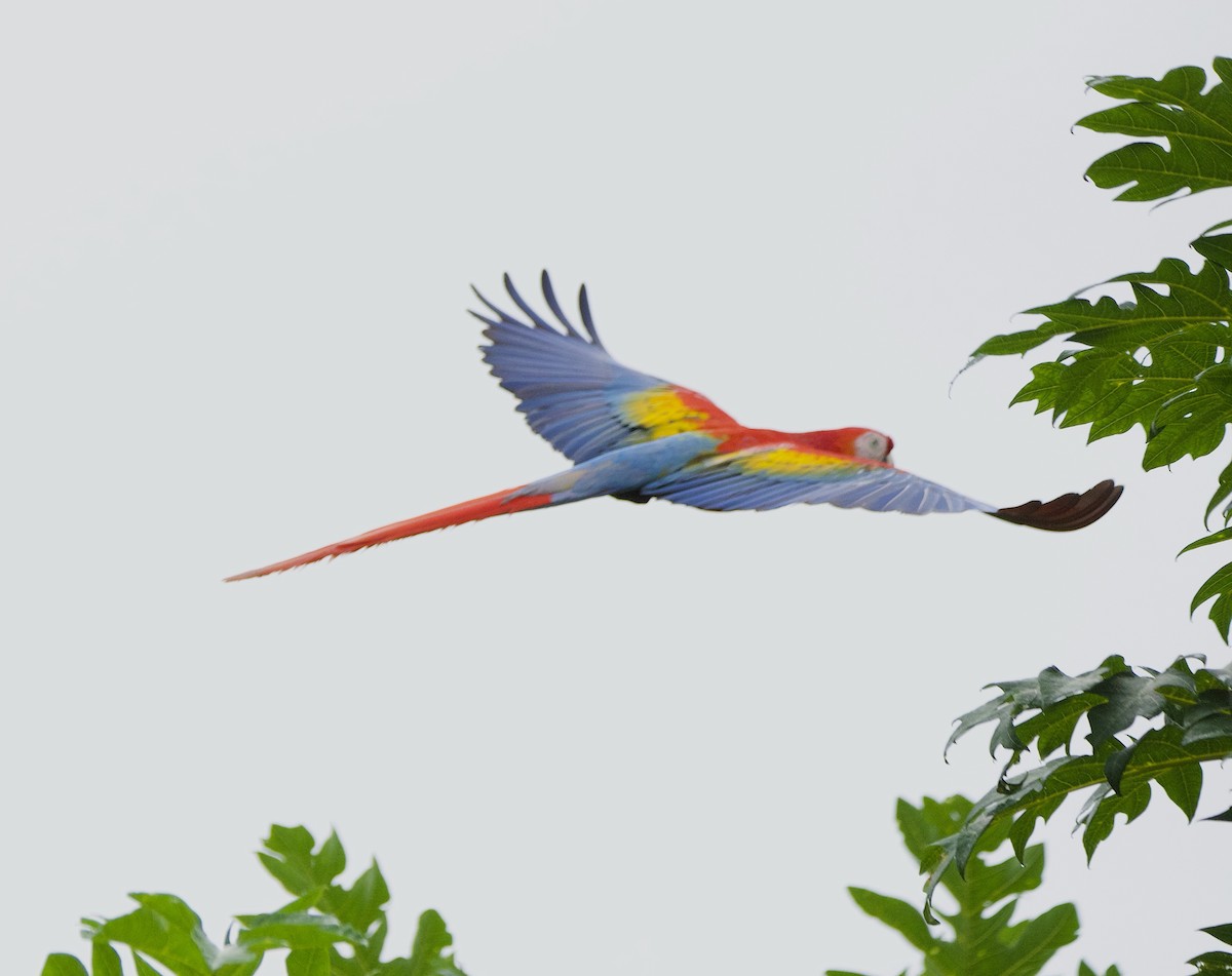 Scarlet Macaw - ML647194689