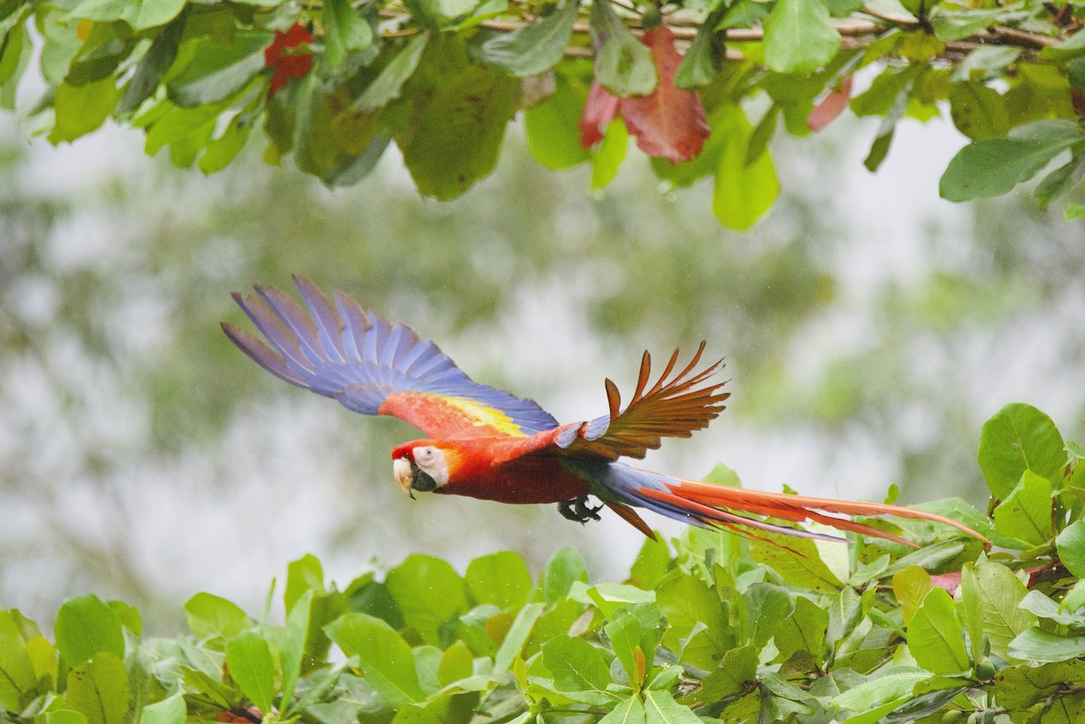 Scarlet Macaw - ML647194694