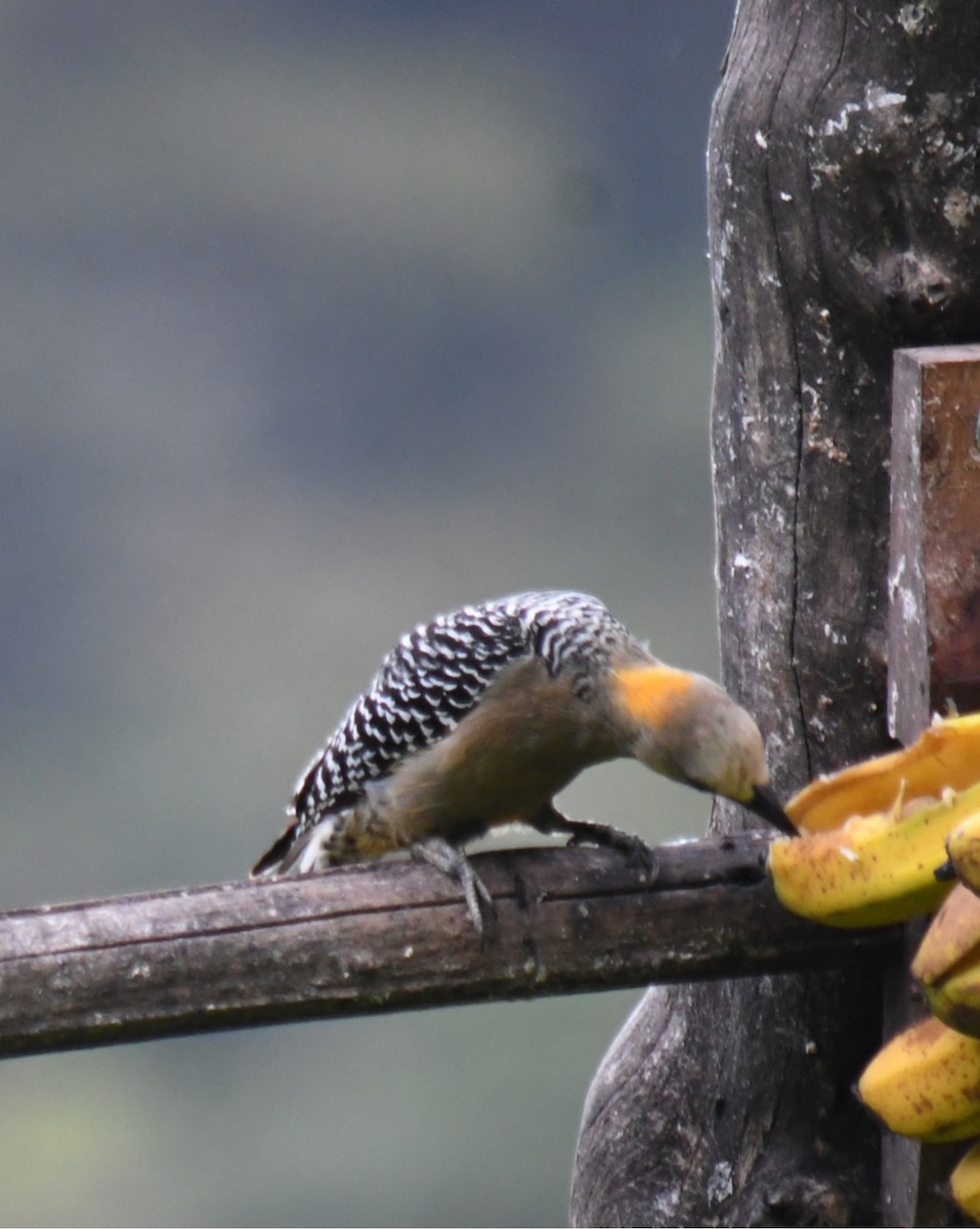 Hoffmann's Woodpecker - ML647194701