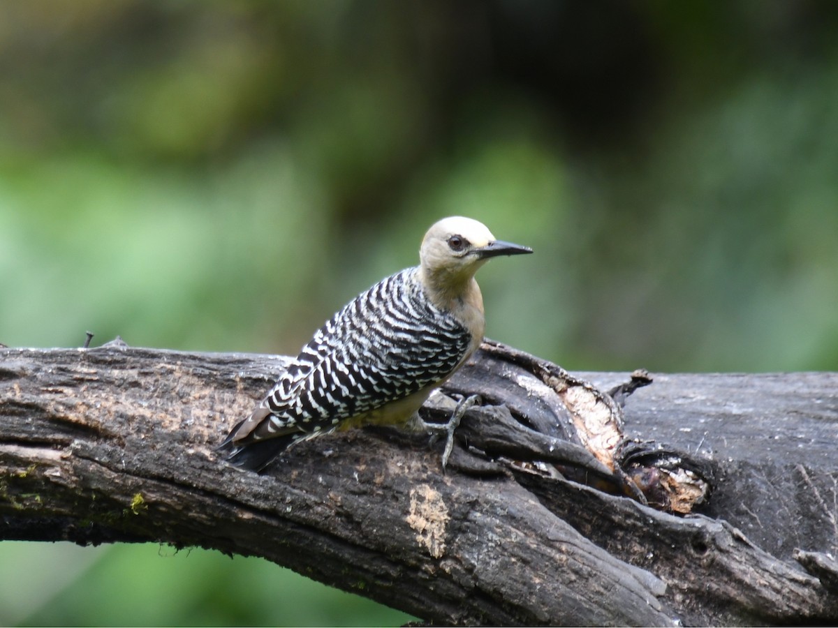 Hoffmann's Woodpecker - ML647194702