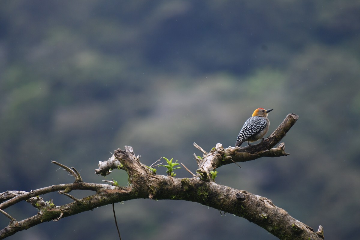 Hoffmann's Woodpecker - ML647194703