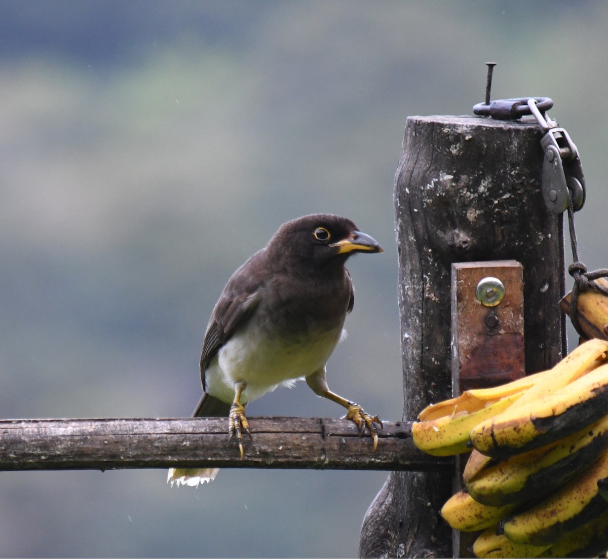 Brown Jay - ML647194714
