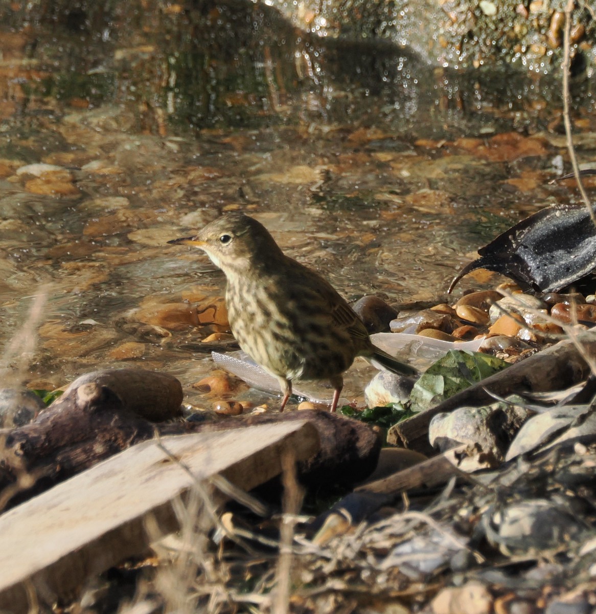 Rock Pipit - ML647194736