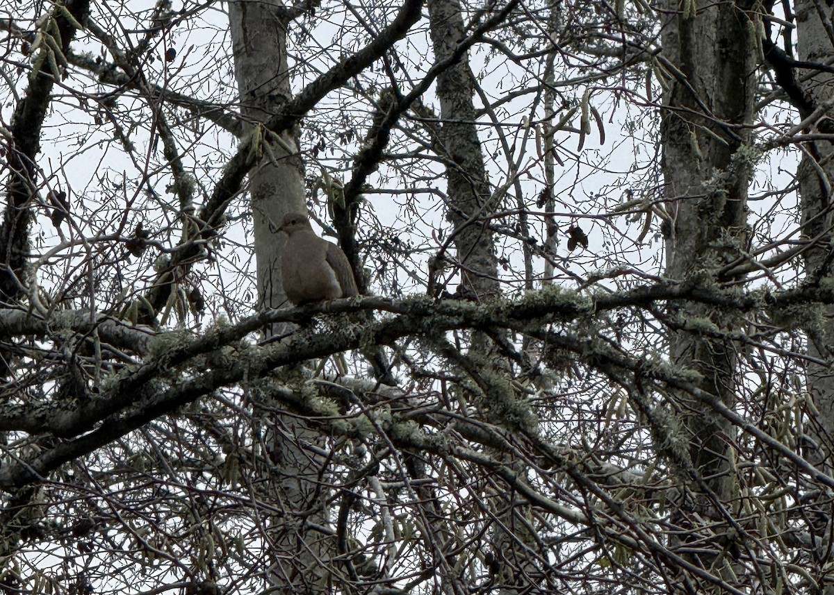 Mourning Dove - ML647194737