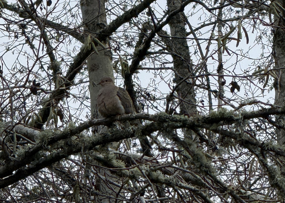Mourning Dove - ML647194738