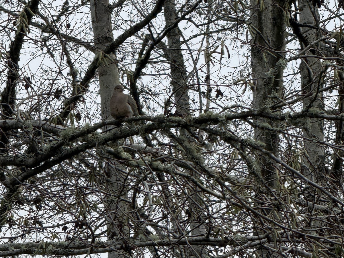 Mourning Dove - ML647194739