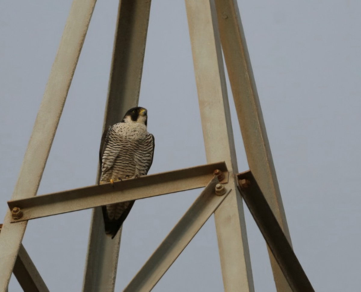 Peregrine Falcon - ML647194741