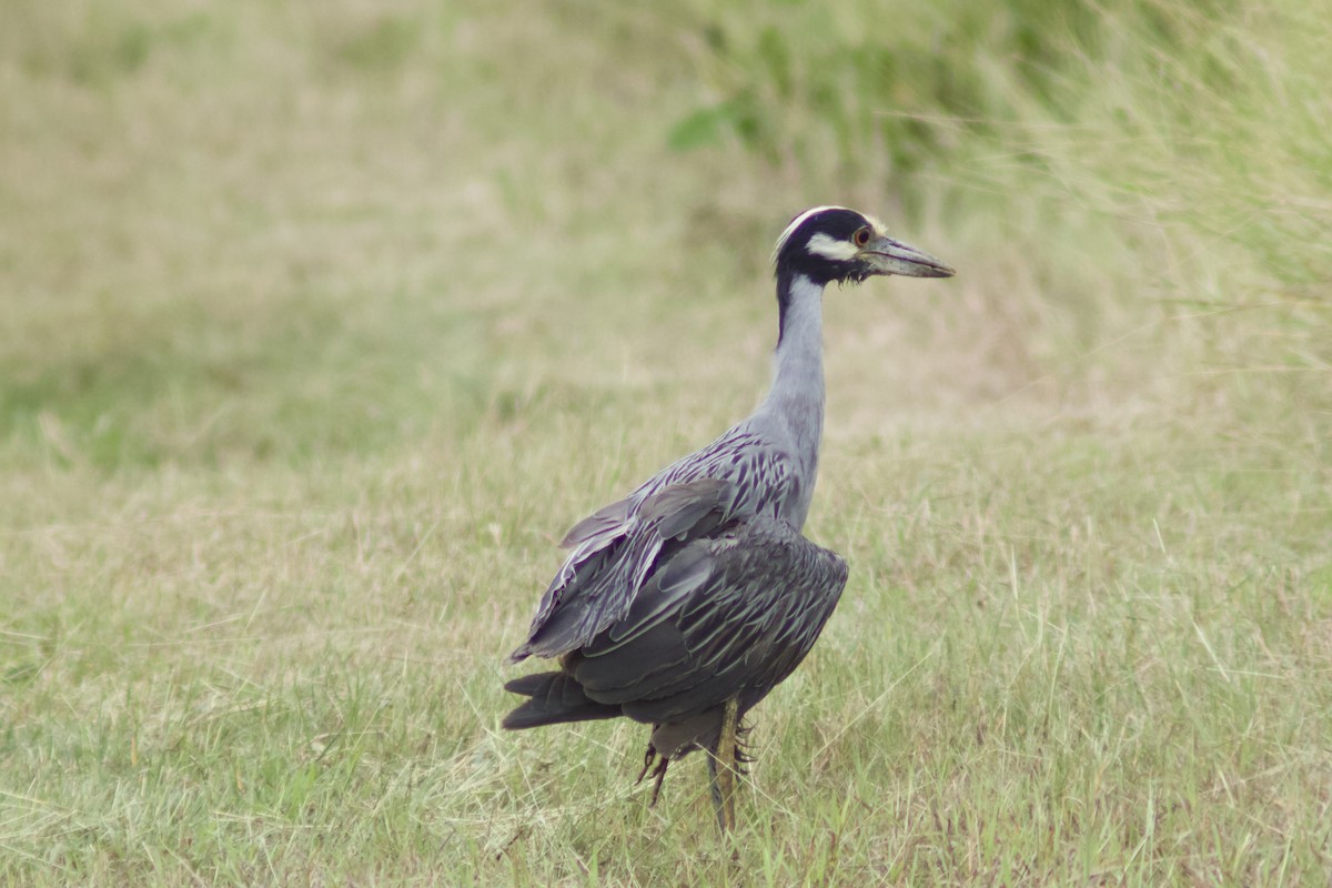 Yellow-crowned Night Heron - ML647194747