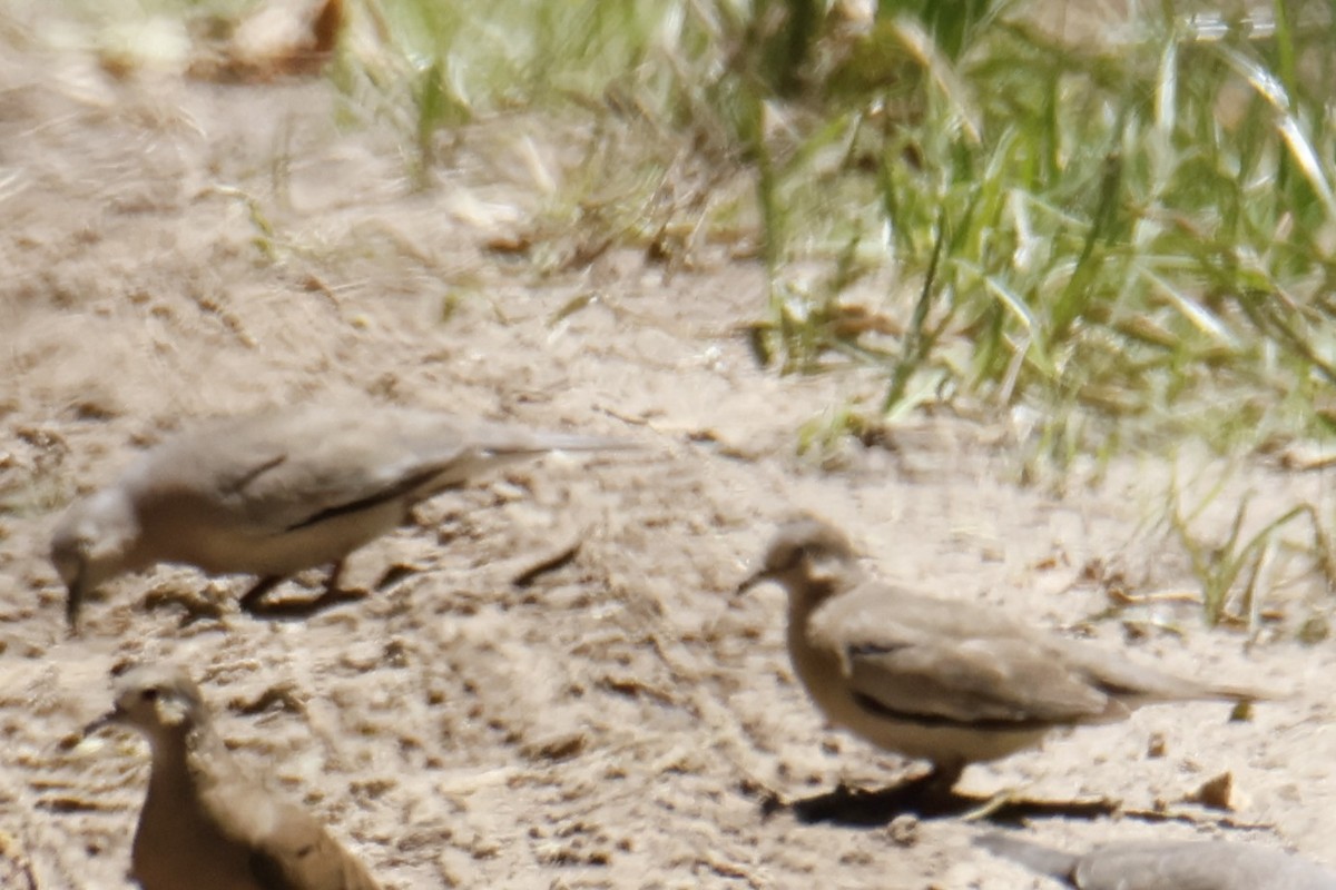 holoubek pikui - ML647194755