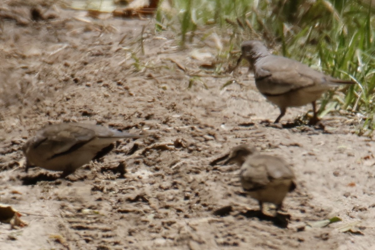 holoubek pikui - ML647194756