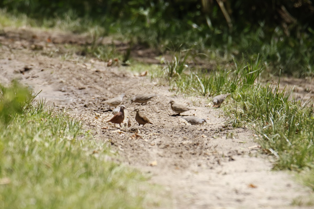 holoubek pikui - ML647194757