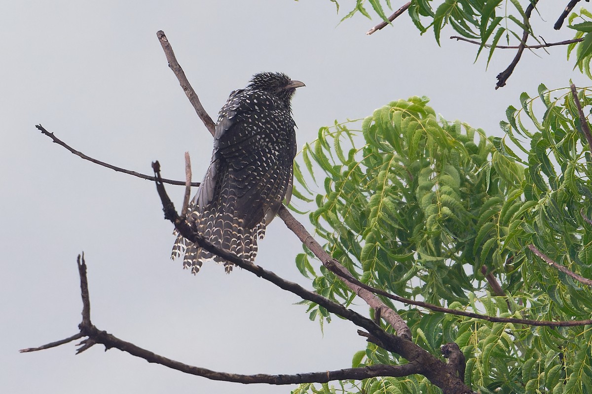 Asian Koel - ML647194770