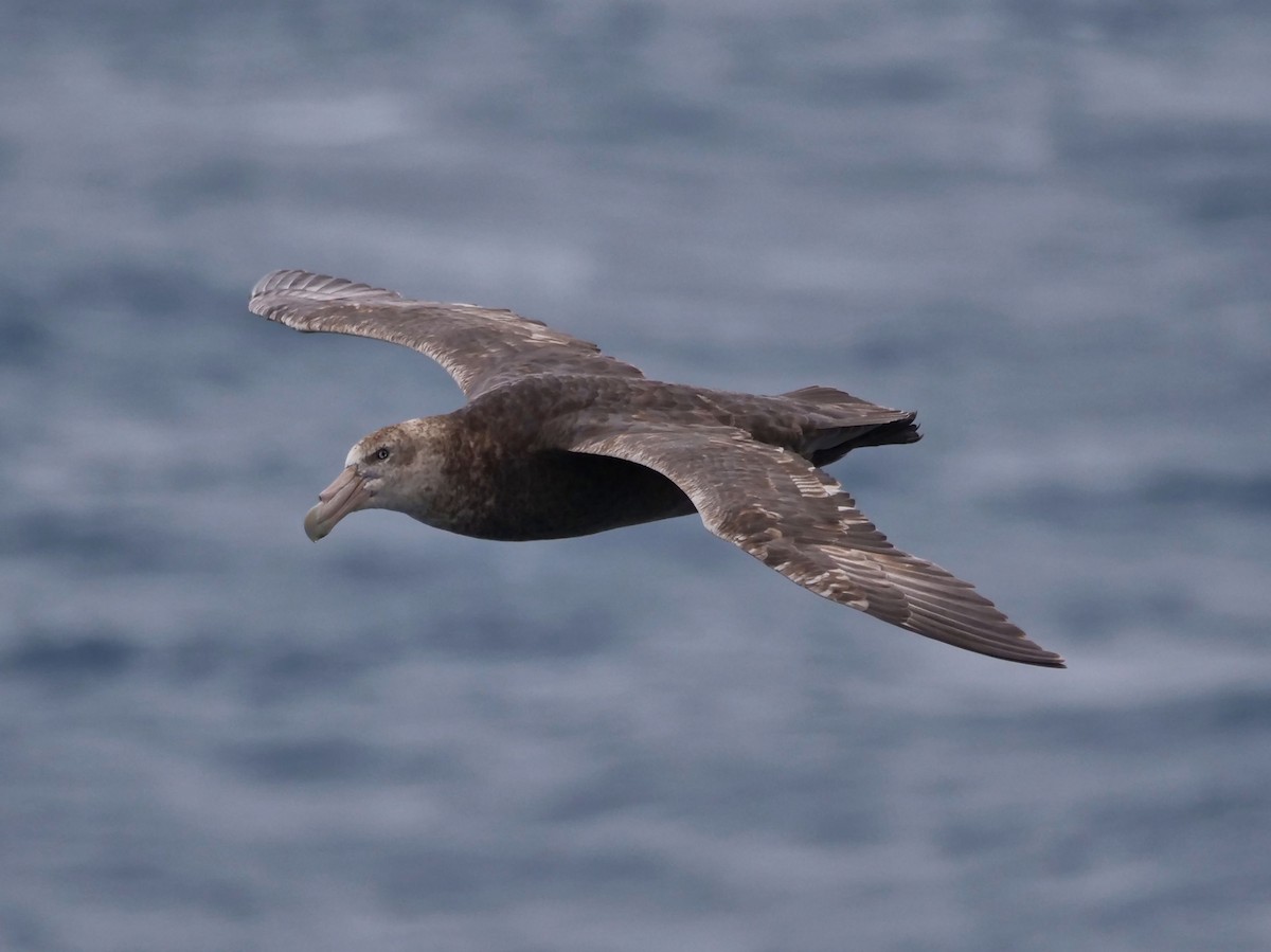 Southern Giant-Petrel - ML647194790