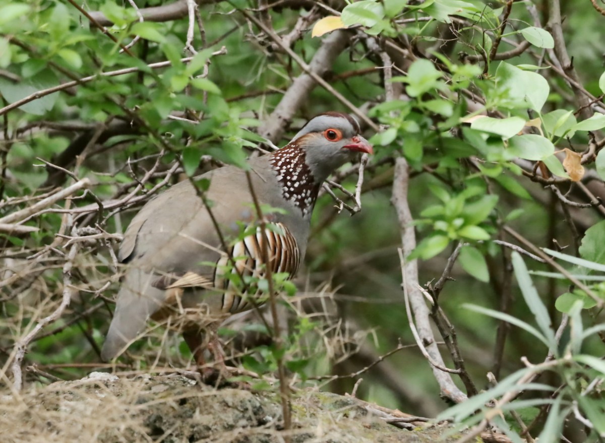 Barbary Partridge - ML647194795