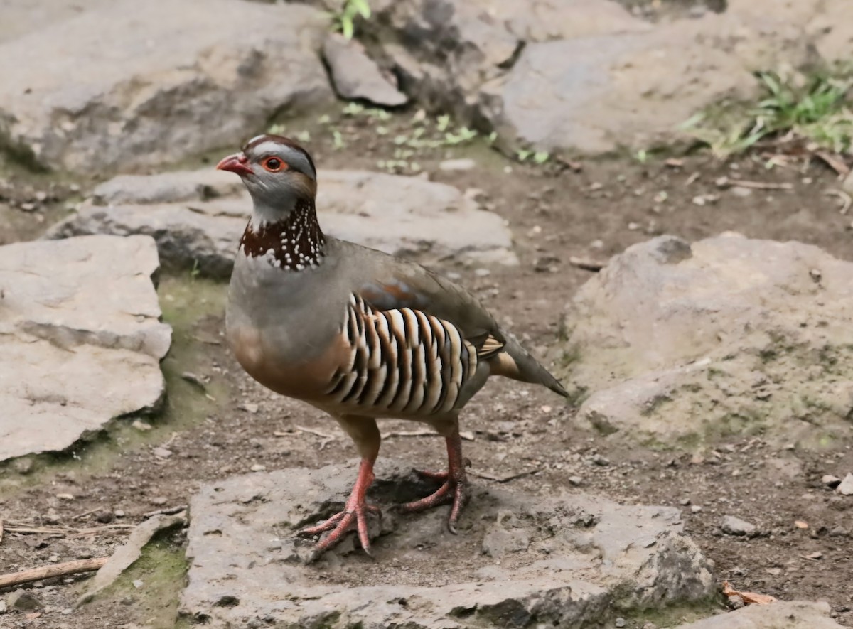 Barbary Partridge - ML647194796