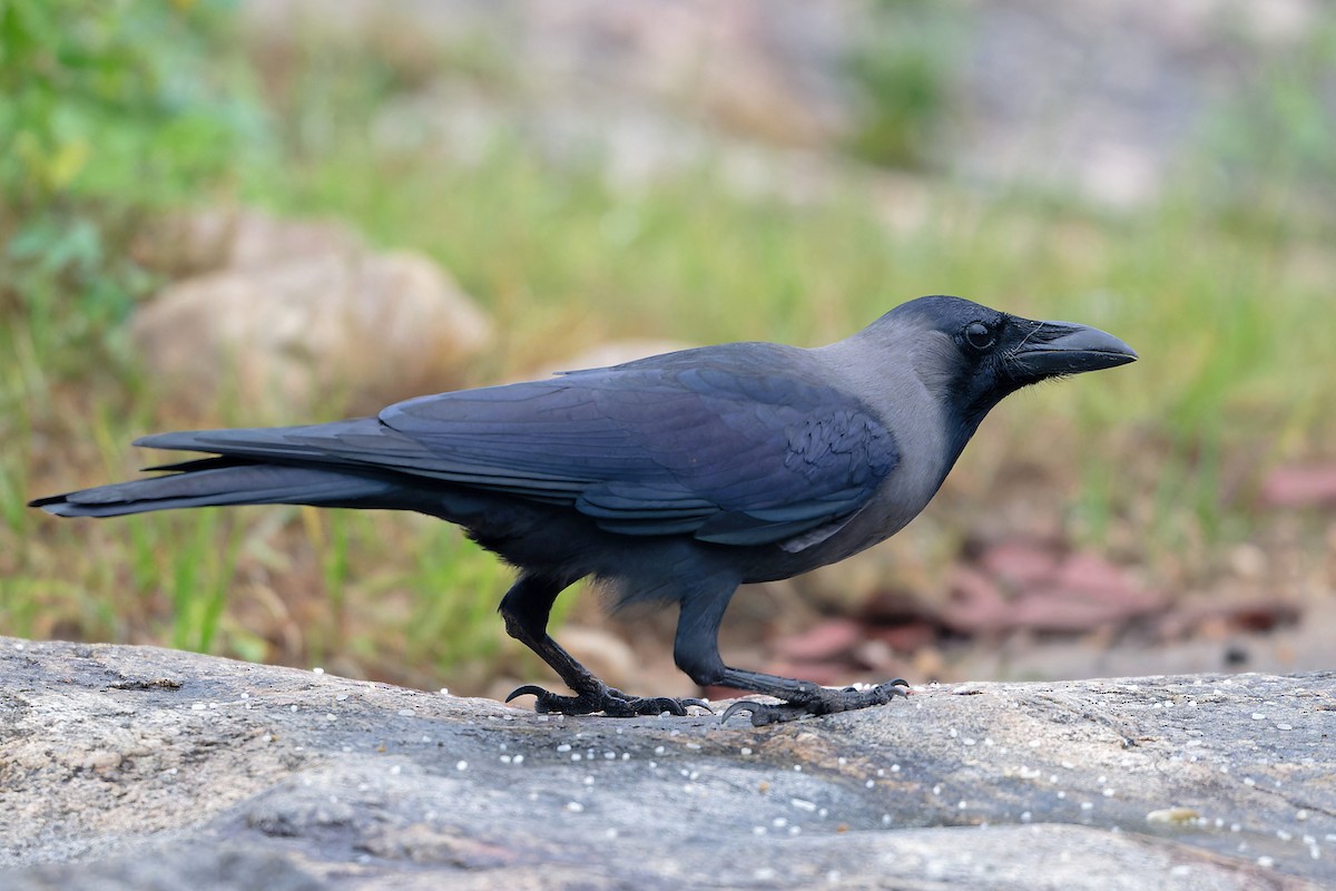 イエガラス - ML647194798