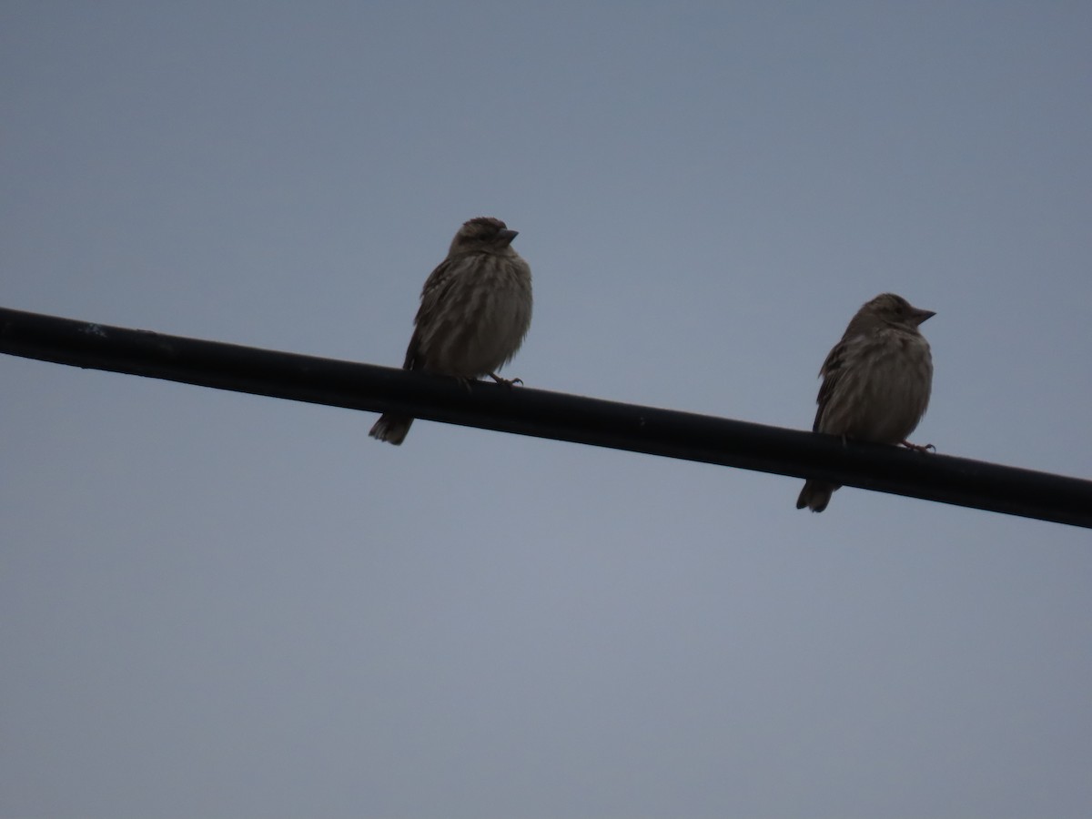Rock Sparrow - ML647194802
