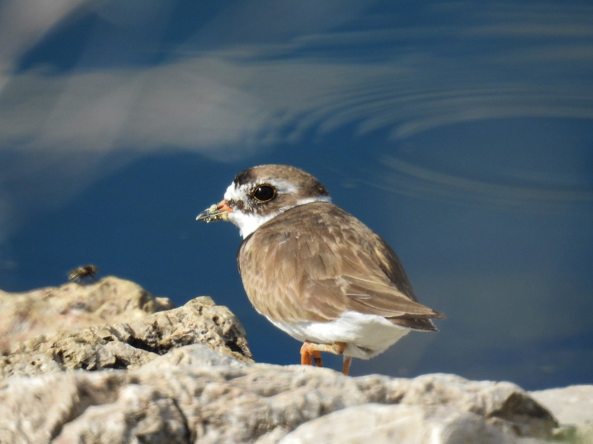 Semipalmated Plover - ML64719481