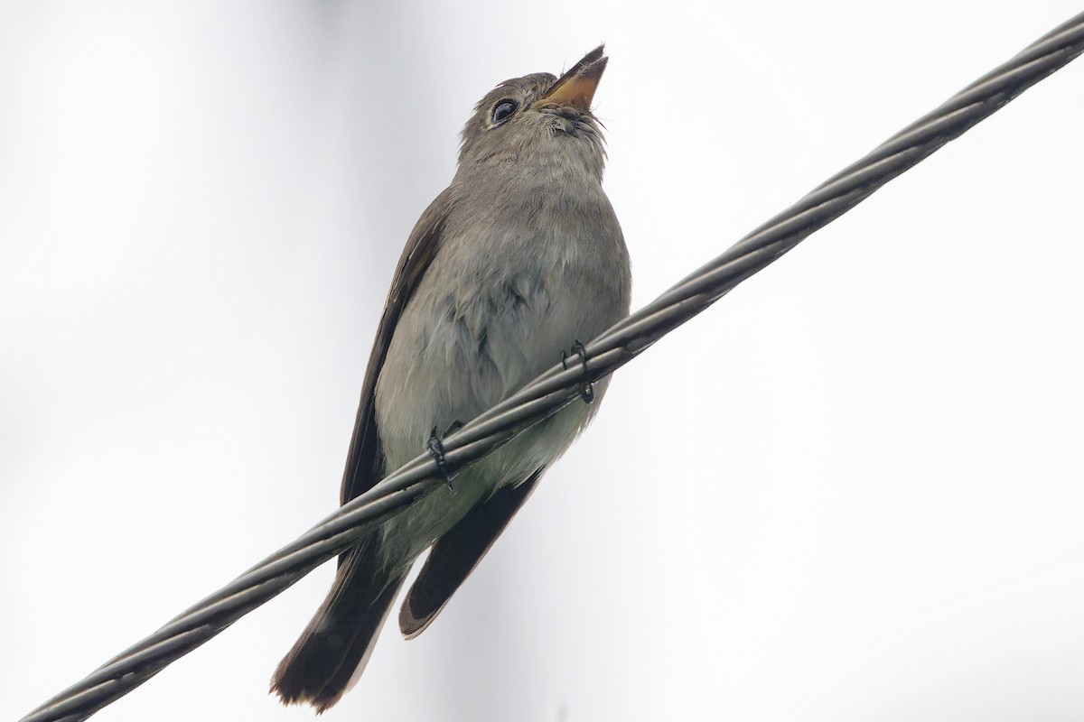 コサメビタキ - ML647194821