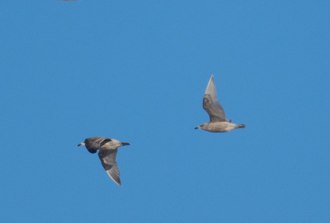 アイスランドカモメ - ML647194824