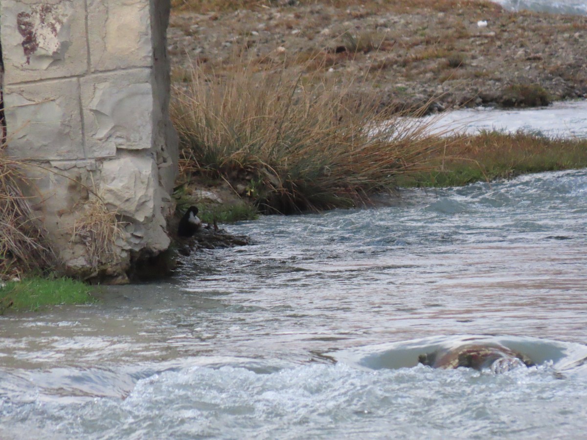 White-throated Dipper - ML647194825
