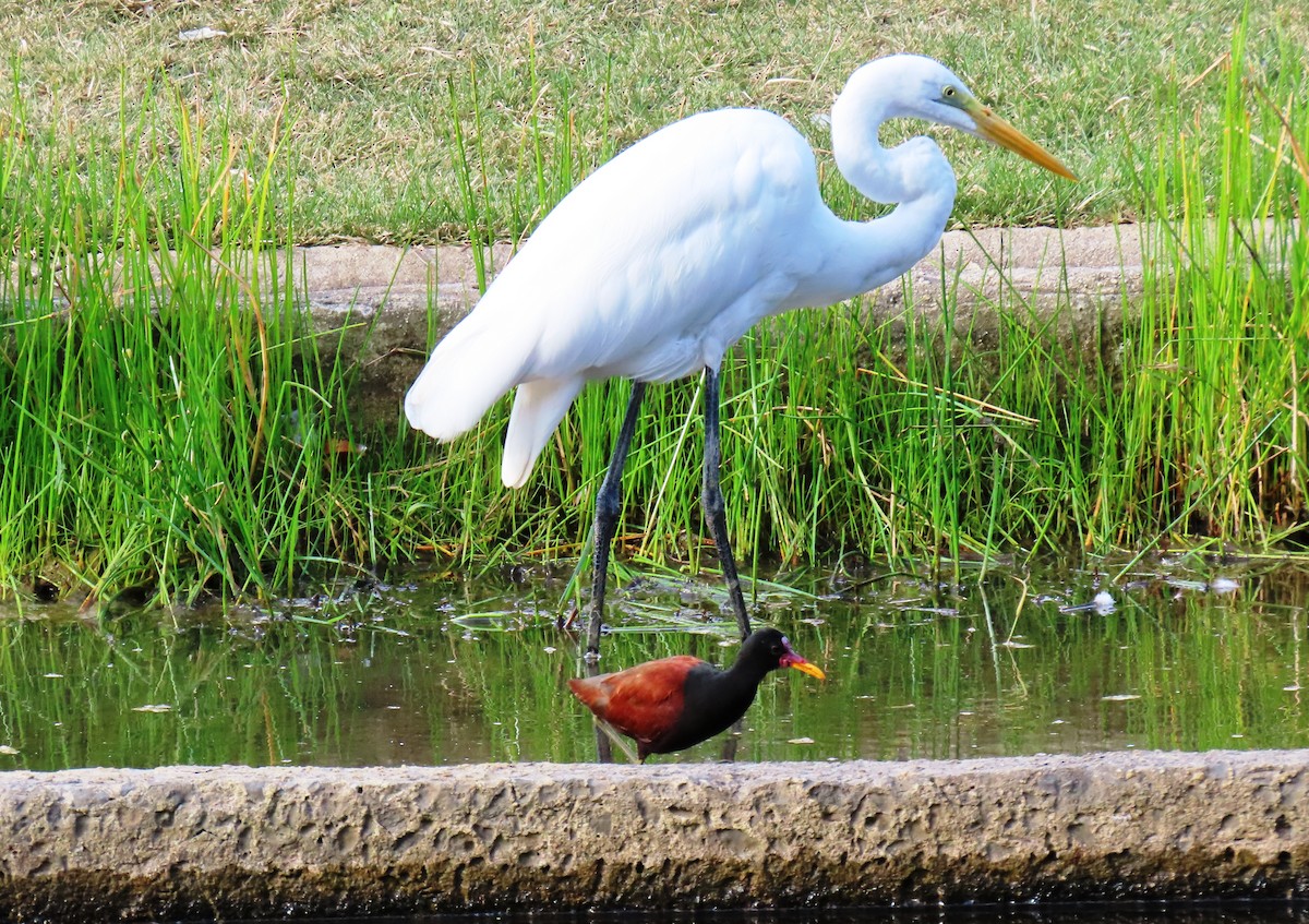 ナンベイレンカク - ML647194826