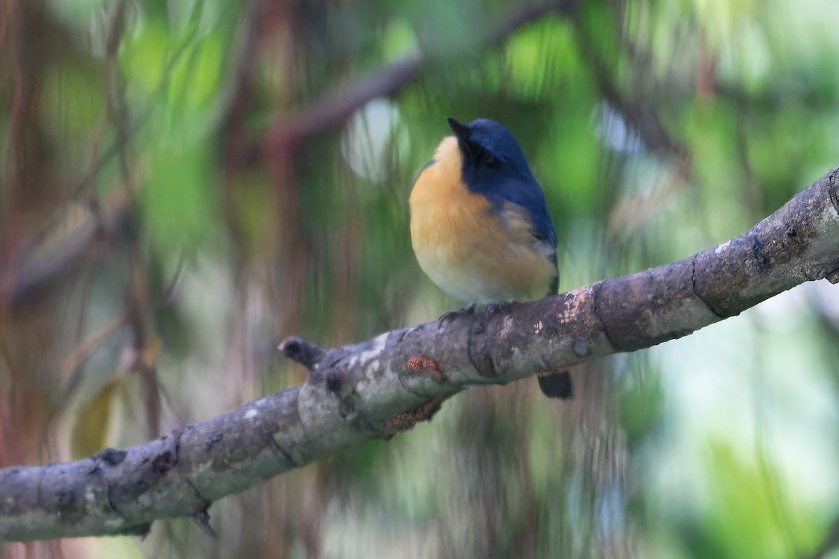 ノドアカヒメアオヒタキ - ML647194827