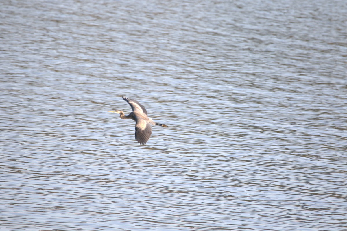 オオアオサギ - ML647194828