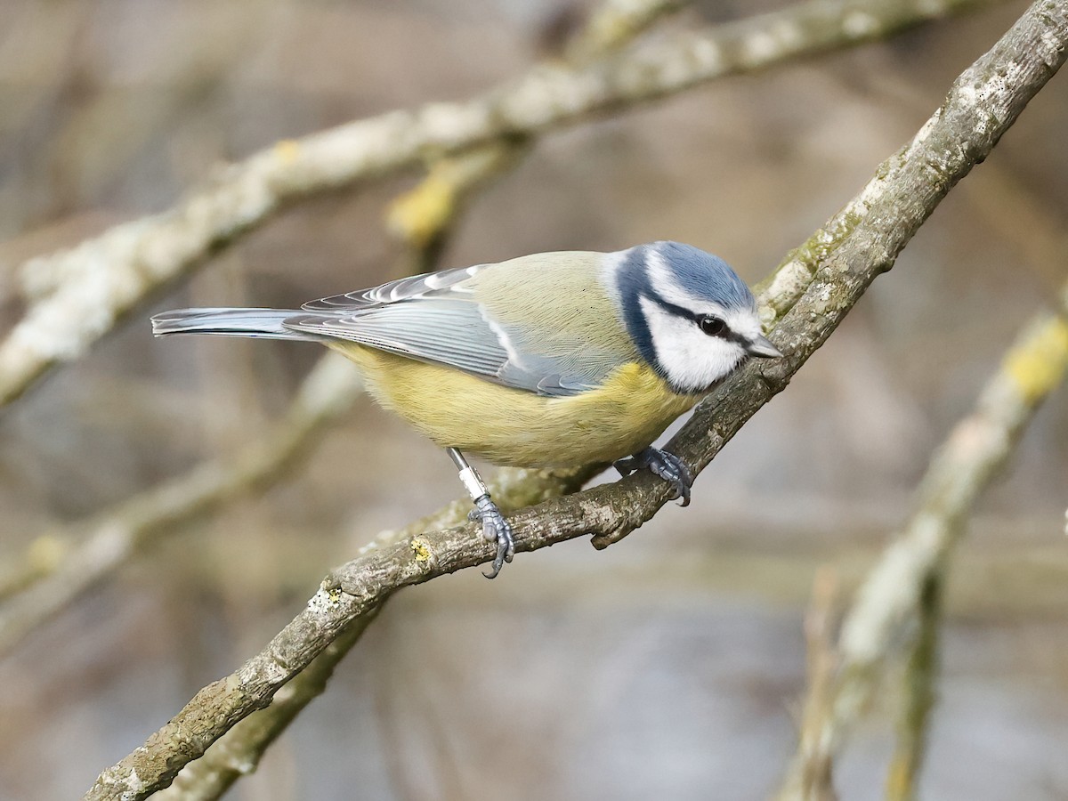 アオガラ - ML647194829