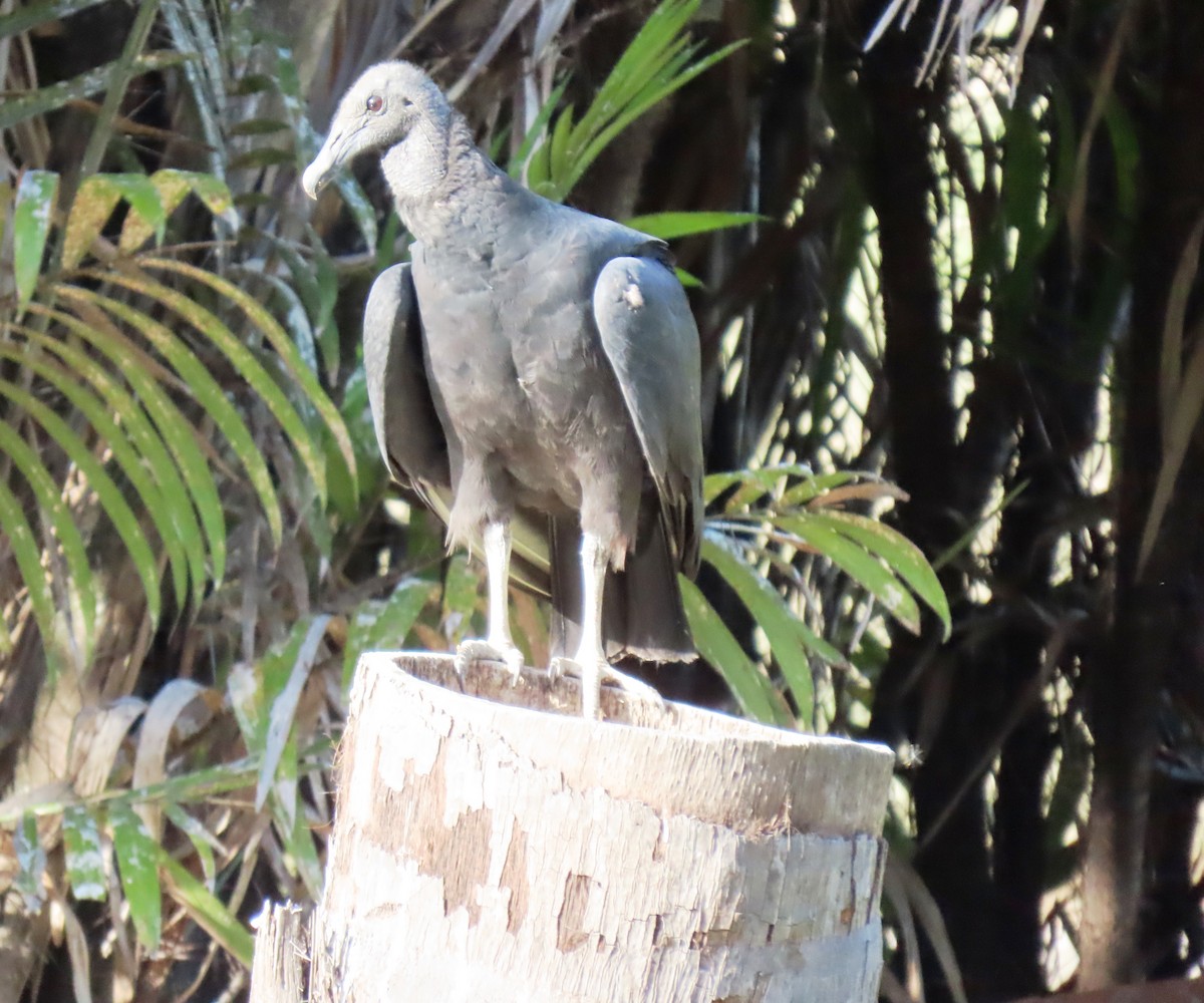 クロコンドル - ML647194830