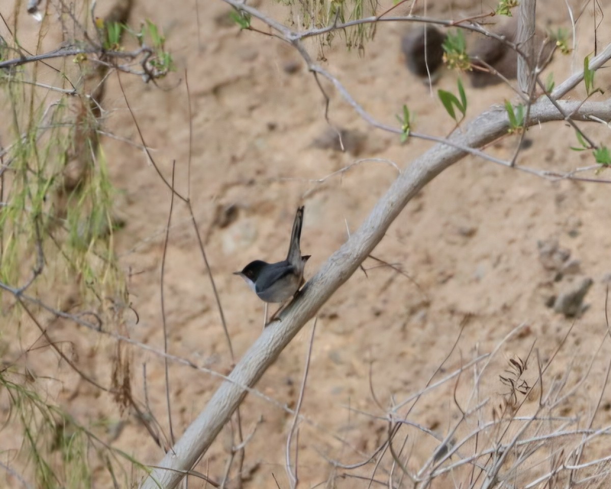 クロガシラムシクイ - ML647194831