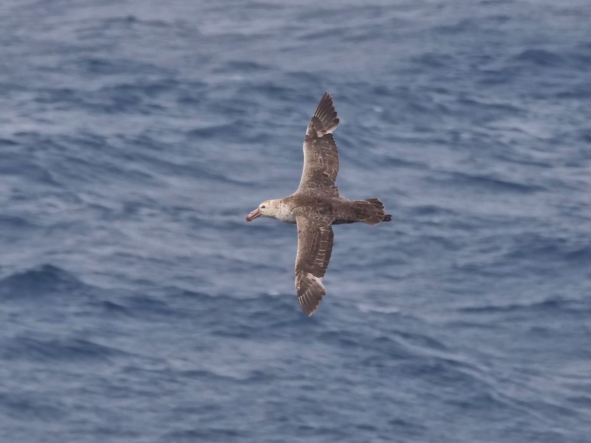 キタオオフルマカモメ - ML647194832