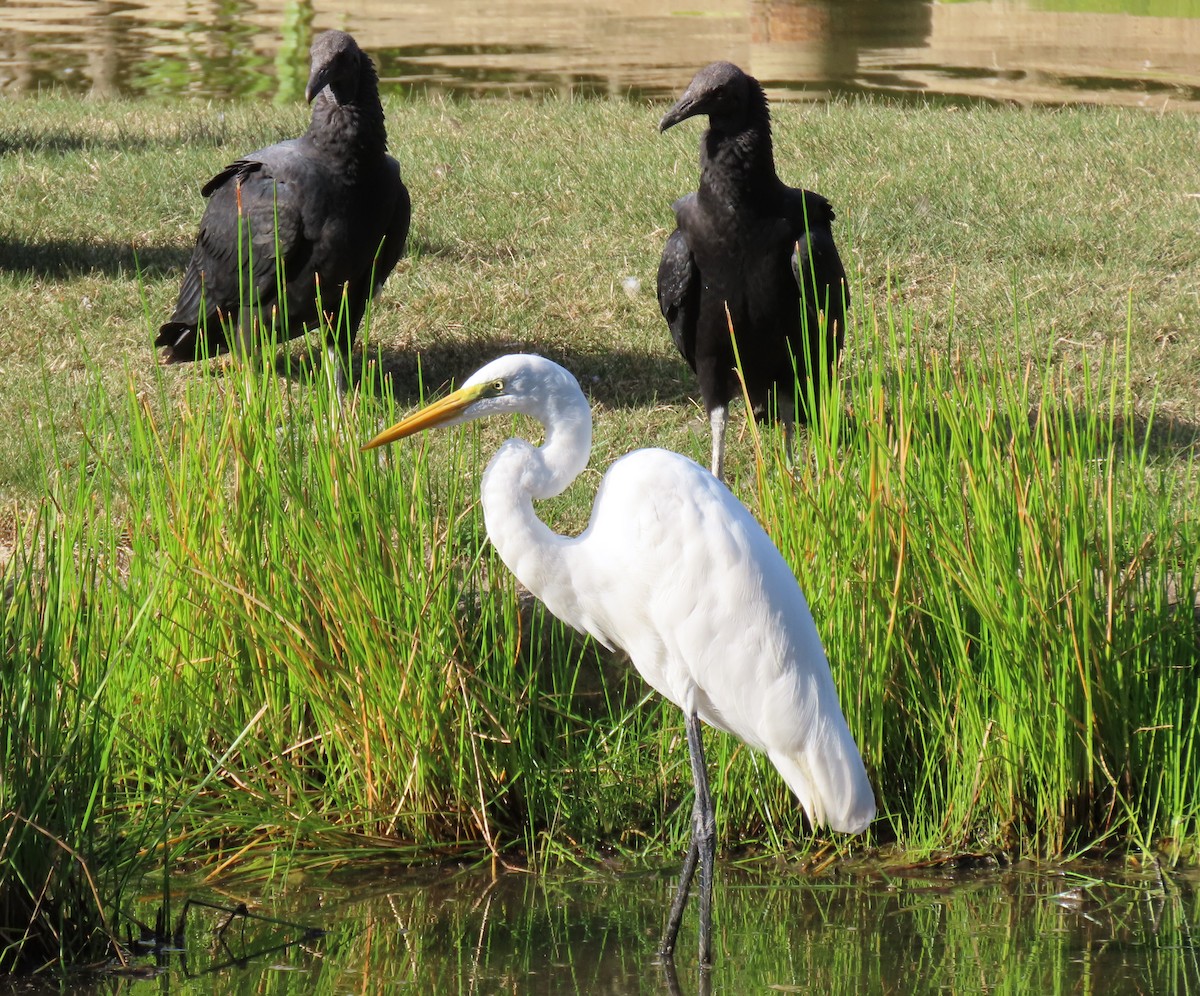 クロコンドル - ML647194833