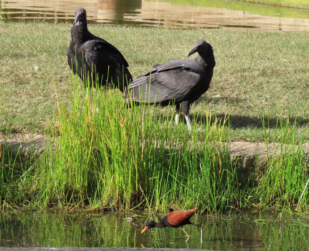 クロコンドル - ML647194834